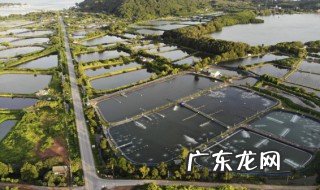 淡水虾怎么养 淡水虾的养殖技巧