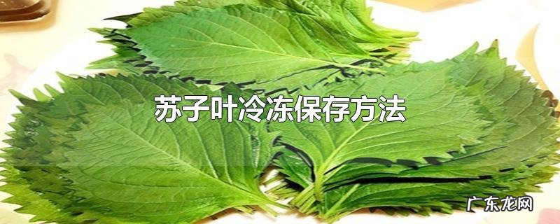 苏子叶冷冻保存方法