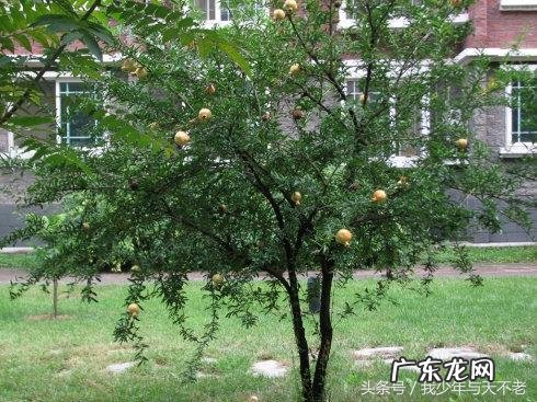 风水前院砍除大树要注意哪些方面的