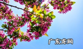 红叶石楠种子种植方法 红叶石楠种子种植方法是什么