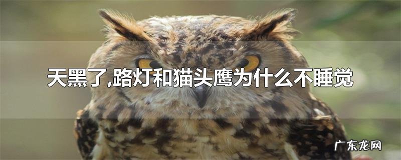 天黑了,路灯和猫头鹰为什么不睡觉