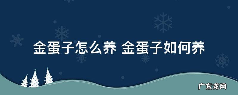 金蛋子怎么养 金蛋子如何养