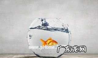 养金鱼怎么换水 普通家庭养金鱼怎么换水