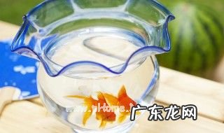 养鱼前鱼缸怎么养水 鱼缸养鱼前最简单的养水方法