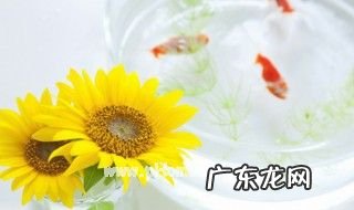 养金鱼怎么养水 养金鱼如何养水