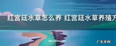 红宫廷水草怎么养 红宫廷水草养殖方法
