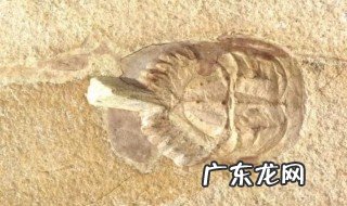 细菌可以保存为化石吗? 细菌是否可以保存为化石