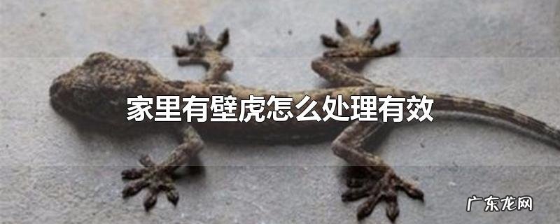 家里有壁虎怎么处理有效