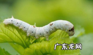 蚕怎么吃最有营养价值 蚕怎么吃
