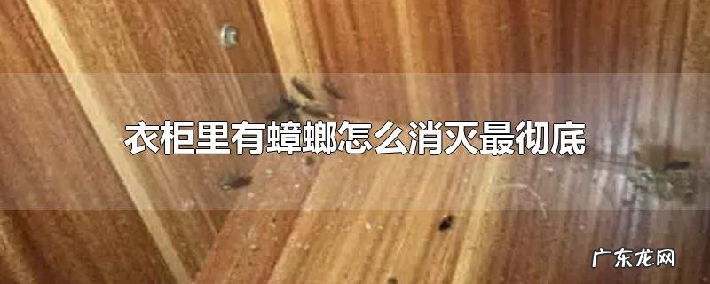 衣柜里有蟑螂怎么消灭最彻底