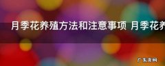月季花养殖方法和注意事项 月季花养殖方法和注意事项有哪些