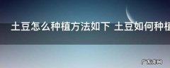 土豆怎么种植方法如下 土豆如何种植方法如下
