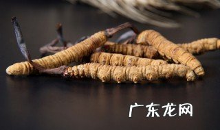 冬虫夏草的作用和功效 冬虫夏草有哪些作用和功效