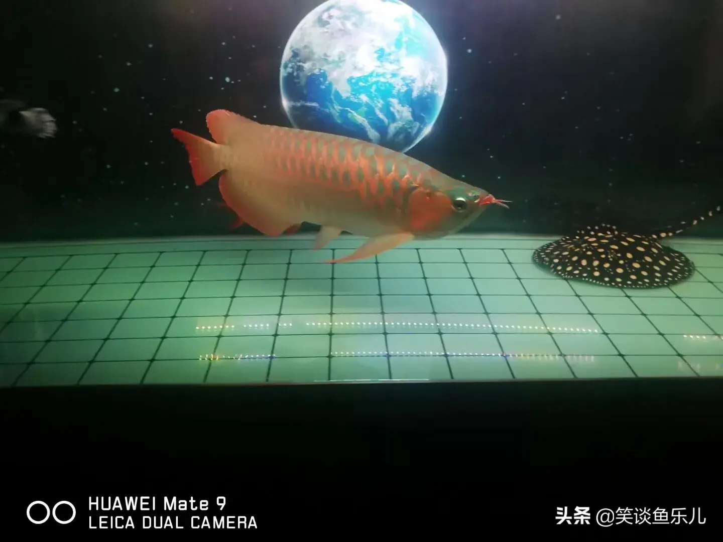 银龙鱼风水有哪些注意点 银龙跳缸的风水讲究