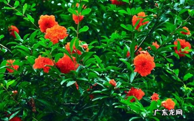 什么是风水树 什么树是风水树