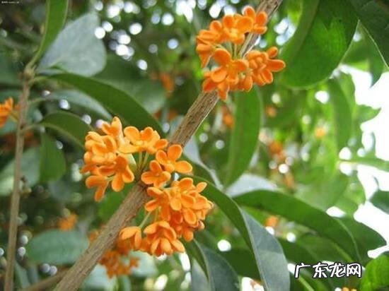 什么是风水树 什么树是风水树