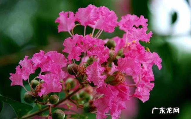 什么是风水树 什么树是风水树