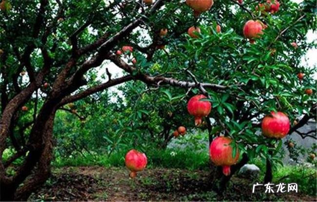 什么是风水树 什么树是风水树