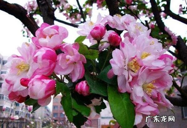 什么是风水树 什么树是风水树