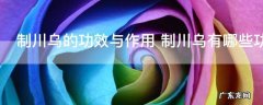 制川乌的功效与作用 制川乌有哪些功效与作用
