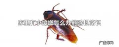 家里有小蟑螂怎么办能除根常识