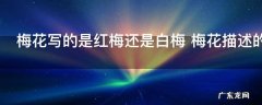 梅花写的是红梅还是白梅 梅花描述的是红梅还是白梅