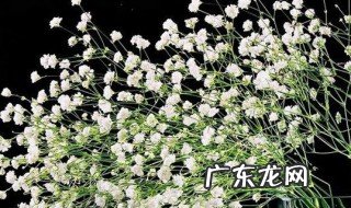 满天星的花语是什么吗 满天星有哪些花语