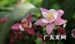 耧斗菜耐寒多少度 耧斗菜耐寒是几度