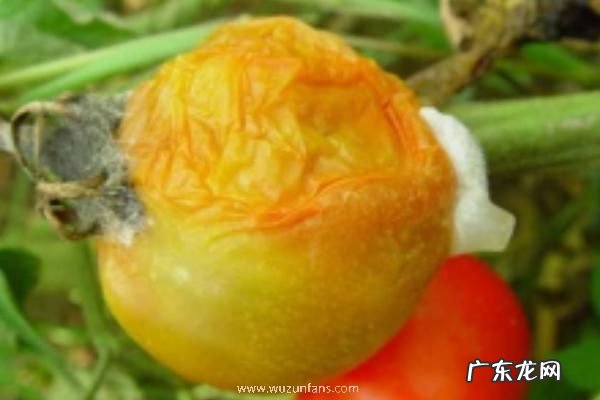 西红柿烂果是什么病用什么药