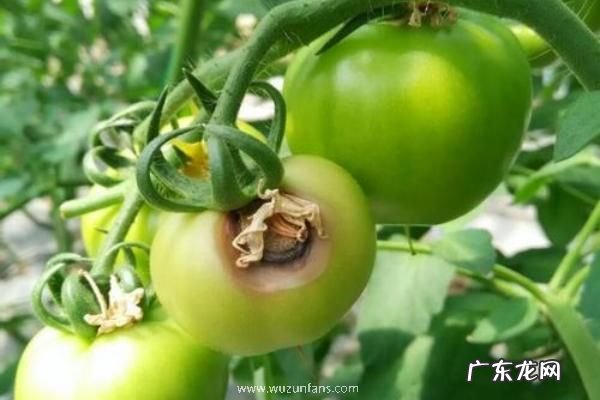 西红柿烂果是什么病用什么药