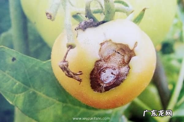 西红柿烂果是什么病用什么药