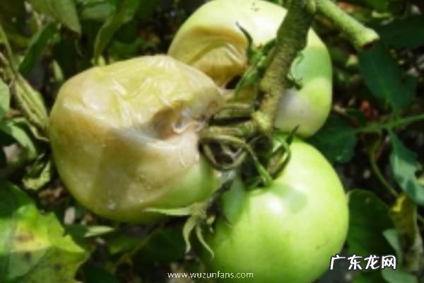 西红柿烂果是什么病用什么药