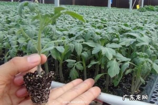 西红柿从挂果到成熟要多久