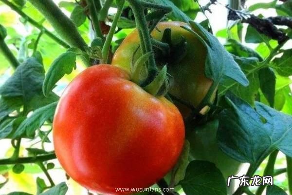 西红柿从挂果到成熟要多久