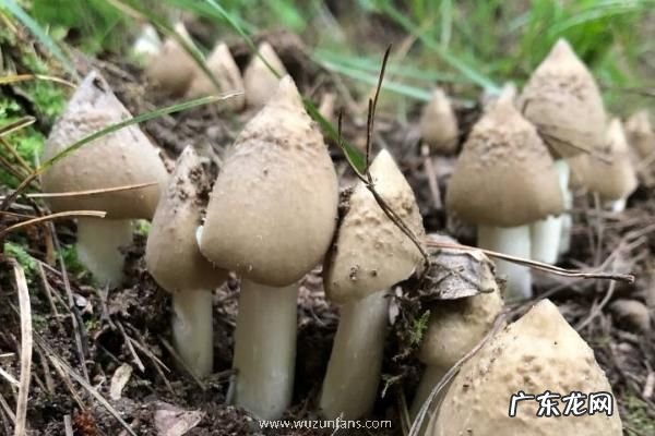 鸡枞菌几月份生长