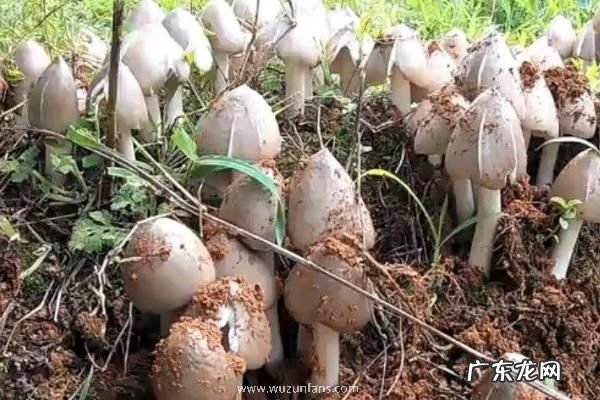 鸡枞菌几月份生长