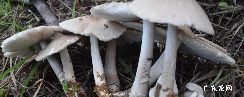 鸡枞菌几月份生长