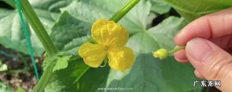 黄瓜授粉方式