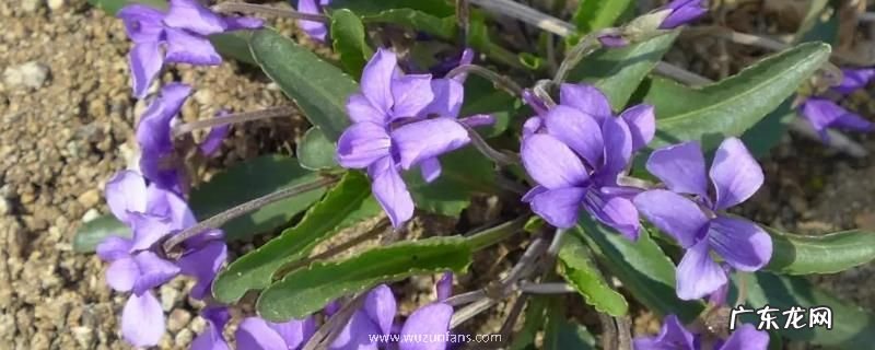 地丁种植方法,附种植前景