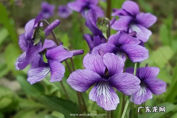地丁种植方法,附种植前景