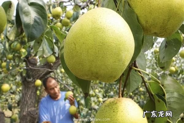 鸭梨种植方法,附种植注意事项