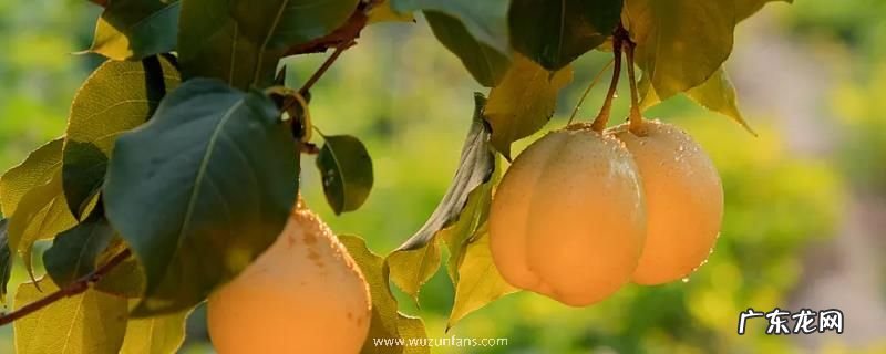 鸭梨种植方法,附种植注意事项