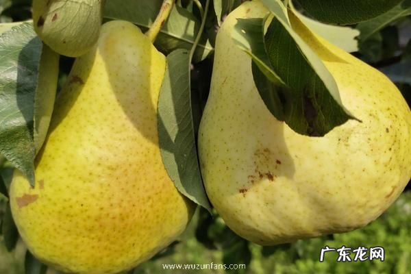 鸭梨种植方法,附种植注意事项