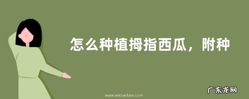 怎么种植拇指西瓜,附种植收益