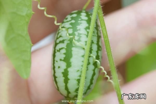 怎么种植拇指西瓜,附种植收益