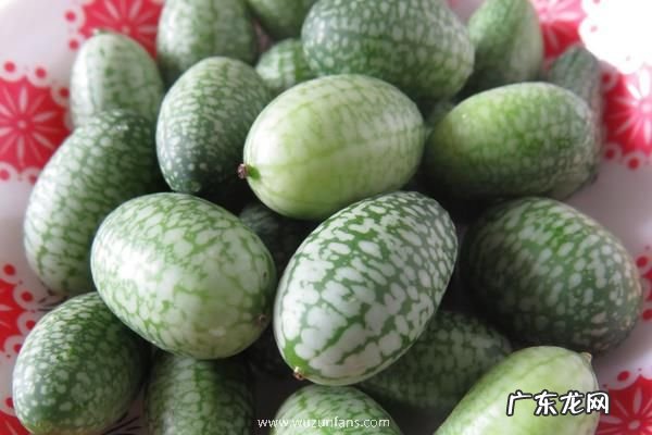 怎么种植拇指西瓜,附种植收益