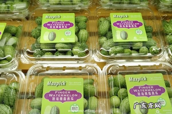 怎么种植拇指西瓜,附种植收益