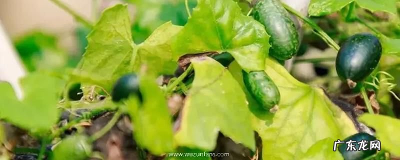 怎么种植拇指西瓜,附种植收益