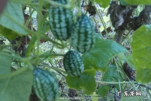 怎么种植拇指西瓜,附种植收益