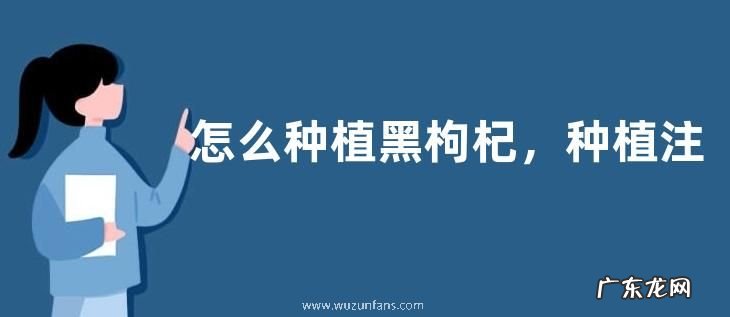 怎么种植黑枸杞,种植注意事项有哪些